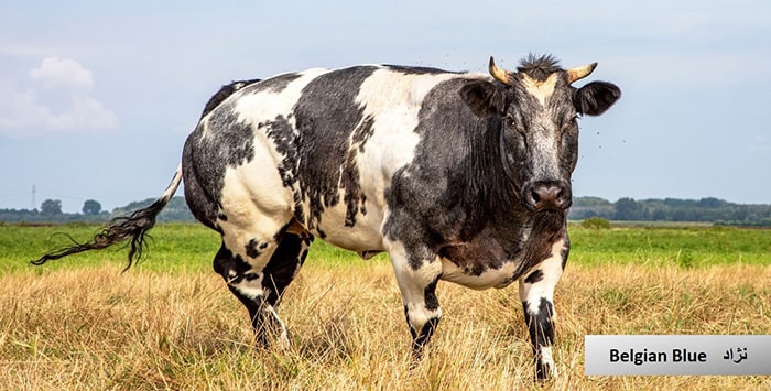  گاو و انواع نژاد گوساله نژاد گاو Belgian Blue