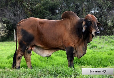  گاو و انواع نژاد گوساله نژاد گاو Brahman