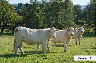  گاو و انواع نژاد گوساله نژاد گاو Charolais