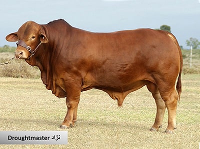  گاو و انواع نژاد گوساله نژاد گاو Droughtmaster