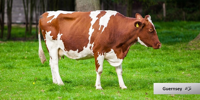  گاو و انواع نژاد گوساله نژاد گاو Guernsey 