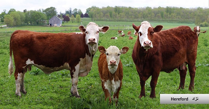  گاو و انواع نژاد گوساله نژاد گاو Hereford