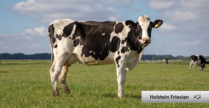 گاو و انواع نژاد گوساله نژاد گاو Holstein Friesian