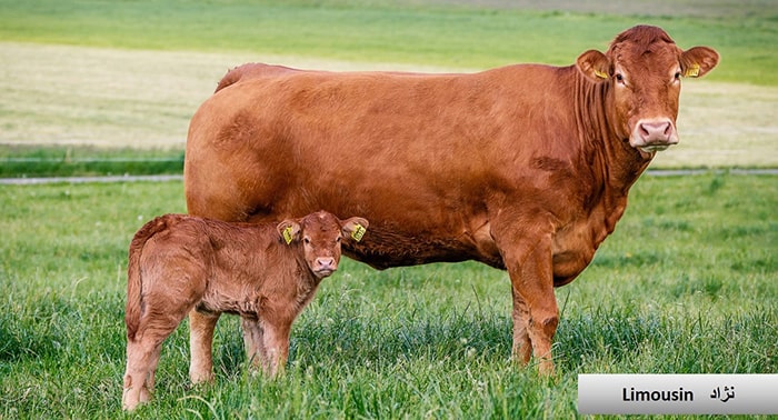  گاو و انواع نژاد گوساله نژاد گاو Limousin