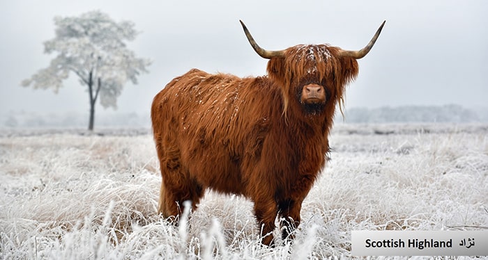  گاو و انواع نژاد گوساله نژاد گاو Scottish Highland