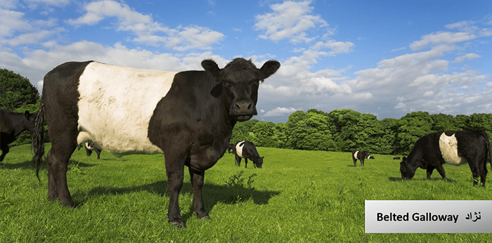  گاو و انواع نژاد گوساله نژاد گاو Belted Galloway