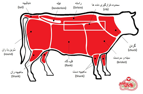  گاو و انواع نژاد گوساله
