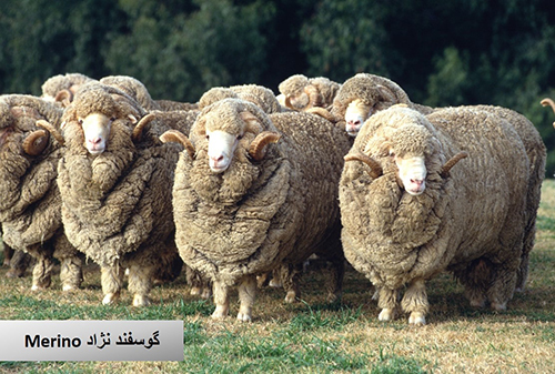 گوسفند نژاد Merino