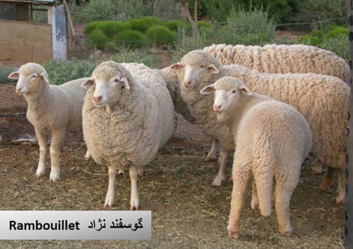 نژاد گوسفندRambouillet