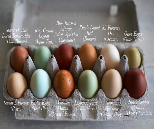 تخم مرغ استاندارد