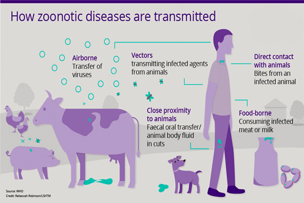 چگونه بیماری زئونوز منتقل میشود